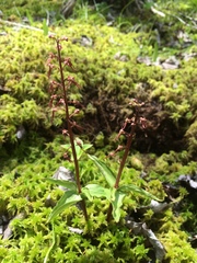 Neottia bifolia