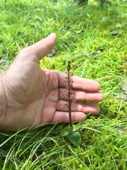 Neottia bifolia