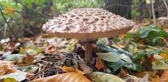Macrolepiota procera