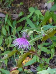 Cirsium nipponicum incomptum