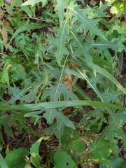 Cirsium nipponicum incomptum