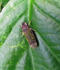 Oncometopia facialis