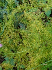 Asparagus schoberioides