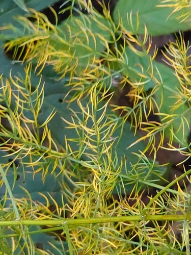 Image of Asparagus schoberioides by (c) WATANABE Hitoshi 渡辺仁, some rights reserved (CC BY)