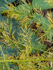 Asparagus schoberioides