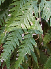 Woodwardia orientalis