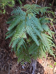 Woodwardia orientalis