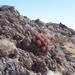 Echinocactus polycephalus polycephalus - Photo (c) Ryan Brown, μερικά δικαιώματα διατηρούνται (CC BY-NC-ND), uploaded by Ryan Brown