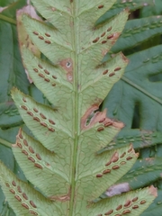 Woodwardia orientalis