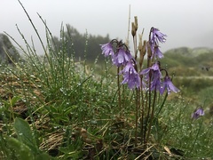 Soldanella carpatica