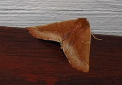 Drepanogynis cnephaeogramma