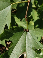 Megacopta punctatissima