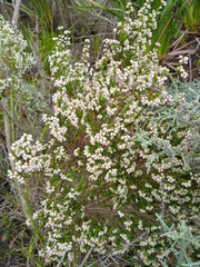 Erica margaritacea
