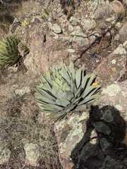 Agave parryi parryi
