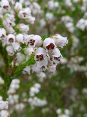 Erica margaritacea