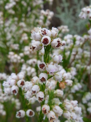 Erica margaritacea