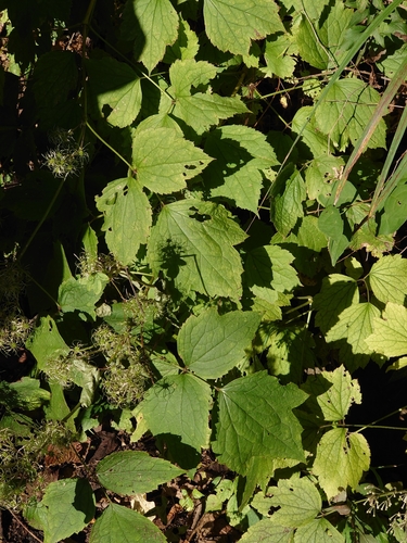 Clematis stans, photograph 6
