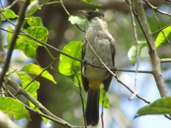 Pycnonotus aurigaster