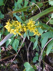Solidago virgaurea asiatica