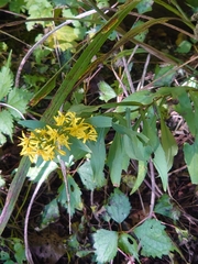 Solidago virgaurea asiatica