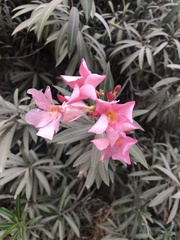 Nerium oleander