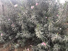 Nerium oleander