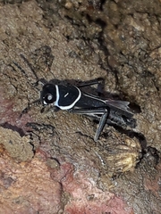 Ripipterygidae
