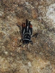 Ripipterygidae
