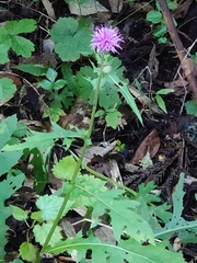 Cirsium oligophyllum