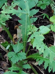 Cirsium oligophyllum