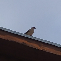 Turdus falcklandii magellanicus