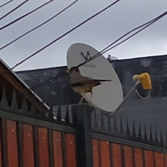 Turdus falcklandii magellanicus