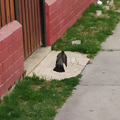 Turdus falcklandii magellanicus