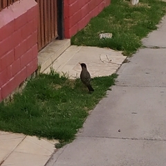 Turdus falcklandii magellanicus