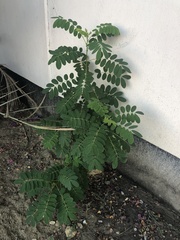 Phyllanthus urinaria