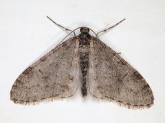 Trichopteryx carpinata