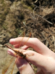 Sympetrum uniforme