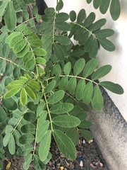 Phyllanthus urinaria