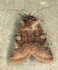 Cerastis leucographa