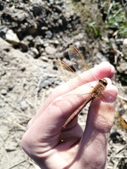 Sympetrum uniforme