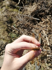 Sympetrum uniforme