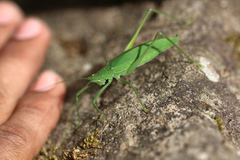 Scopiorinus fragilis