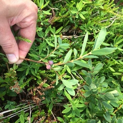 Lonicera villosa