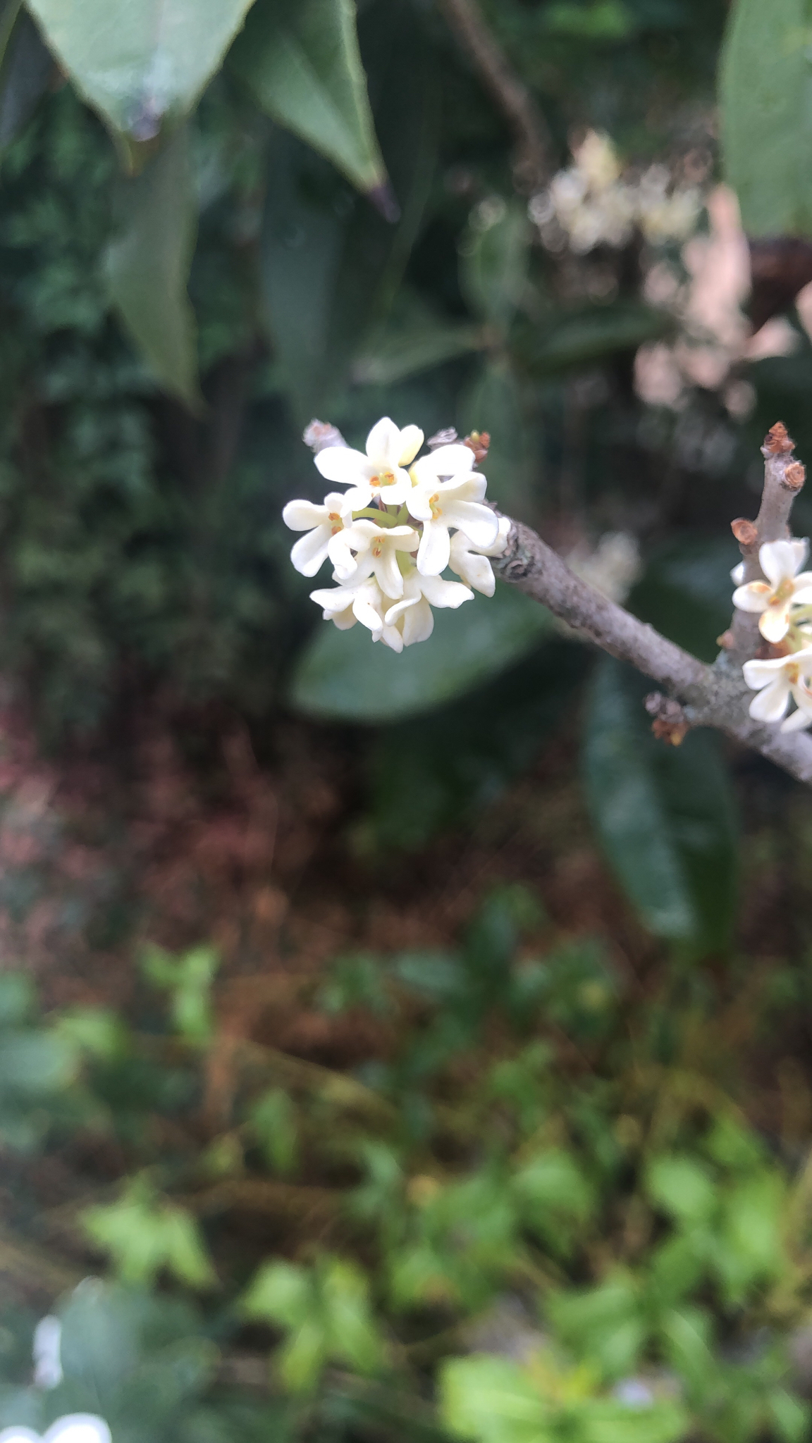 Osmanthus fragrans