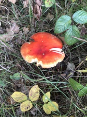 Amanita muscaria