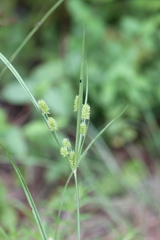 Cyperus retrorsus