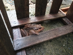 Leptodactylus latrans