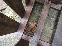 Leptodactylus latrans