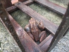 Leptodactylus latrans