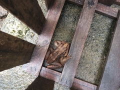 Leptodactylus latrans